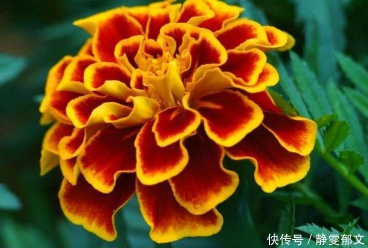 孔雀草|4种漂亮花,花色艳、花量大,随便养都开花不断,开花一簇簇!