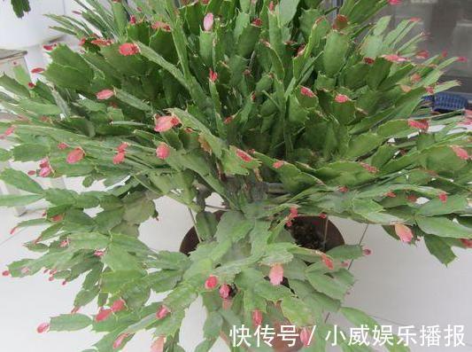 秋初盆栽蟹爪兰，怎么换盆土好遵循4步要求，茎叶花开成簇