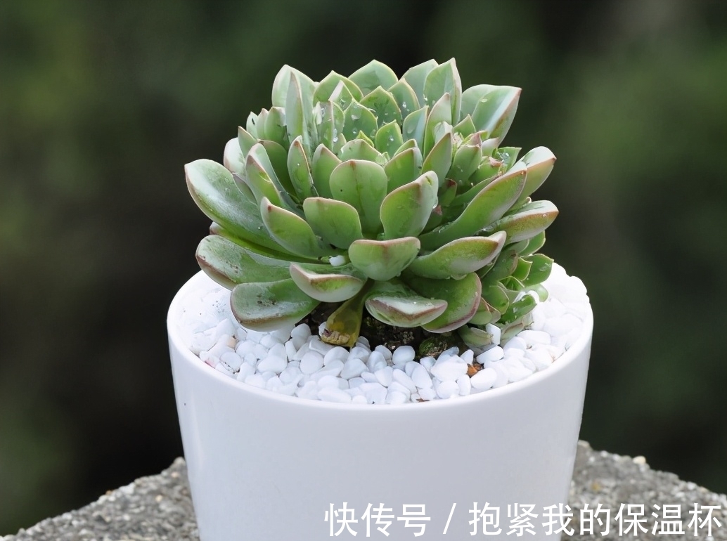 口诀|养多肉浇水记住3句“口诀”,叶片“胖乎乎”,养出漂亮状态