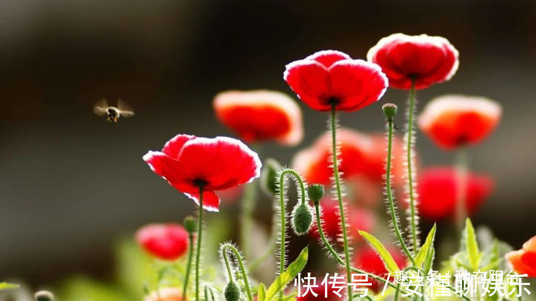 硫化氢|“舞草”虞美人,当微风拂过阳台,它如同飞舞的彩蝶栩栩如生!