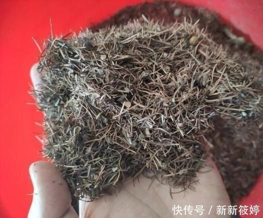 秋天养花不用买土,这种“免费土”,一分钱不花,一挖一麻袋