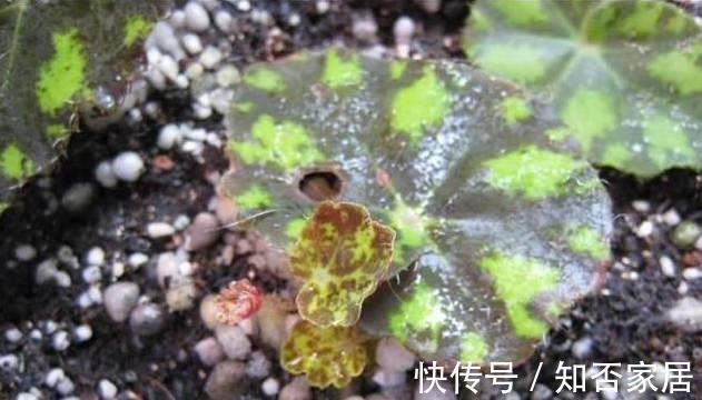 叶子|这些花根本不用买，一片叶子就能繁殖出一大盆