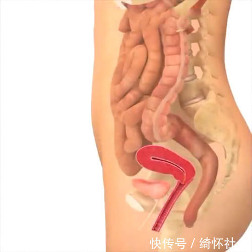 发育|孕期40周胎儿生长发育组图,胎儿是这样一天天长大的