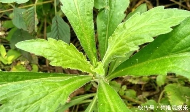 中草药|农村一种野草,农民很讨厌,却是极品中草药,止血效果非常好