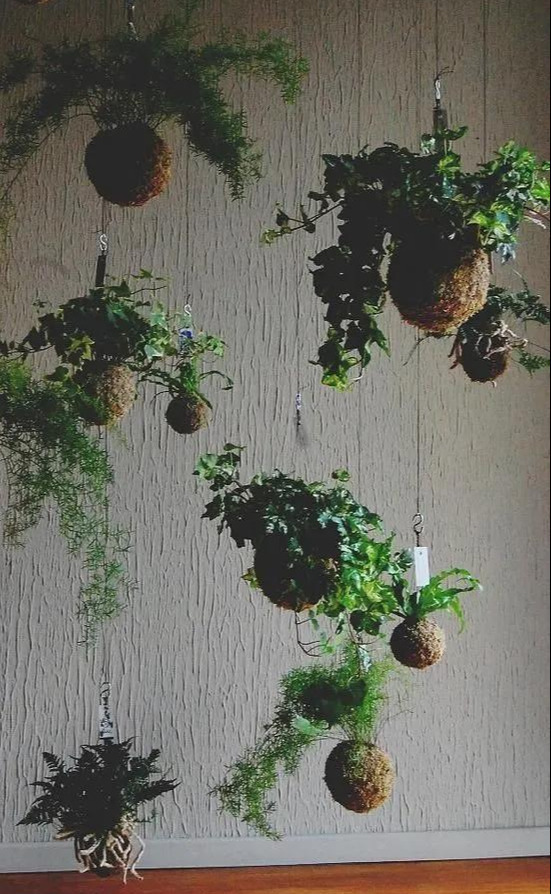 室内绿植种花不用盆,揉一个小球吊起来就让家里美翻