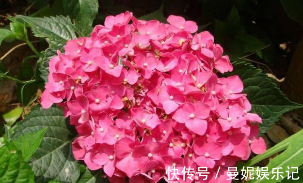 食醋|养花技巧:醋、橘子皮、小苏打用来养花,好处多!