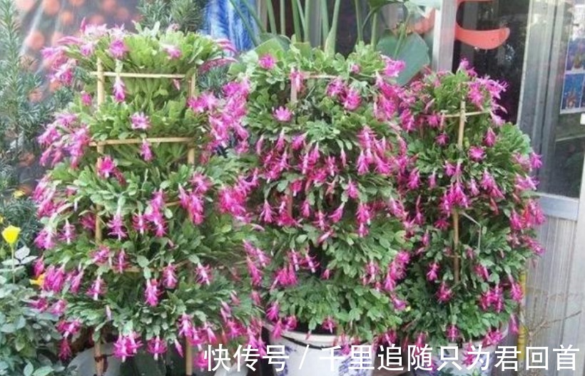 阿司匹林|蟹爪兰想要“花苞”长的多，往盆里加1物，开花不停，拦都拦不住