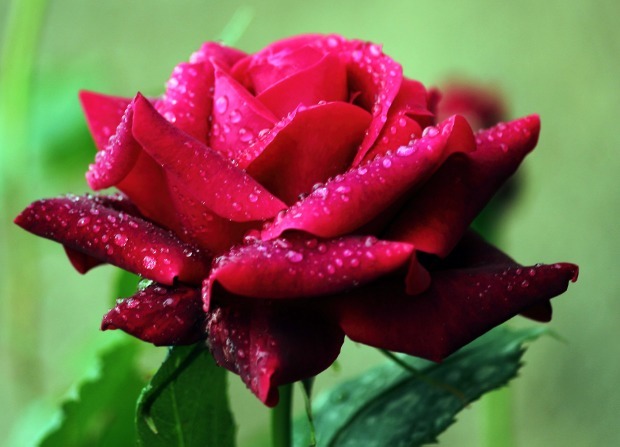 比香水还香的花卉，开花就爆盆，花园变花海，芳香四溢，易养美观