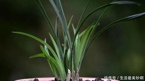 养好兰花的口诀,书本上学不到的经验,喜欢就收藏吧!