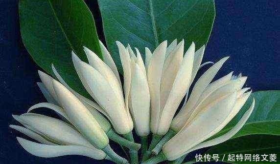 只会傻傻养绿萝?此花一开160天,遇土即活,家里香的不得了!