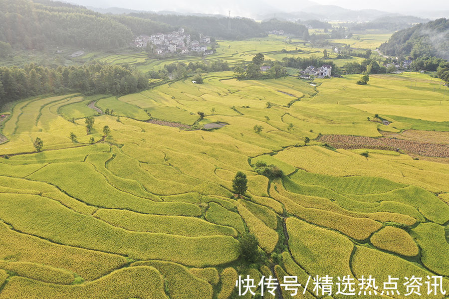 梯田|宣城旌德：白露节气到 梯田入画来