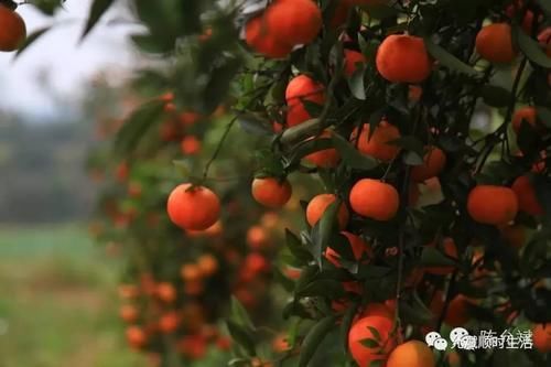 橘子|自制冬日养生甜品——橘子果冻