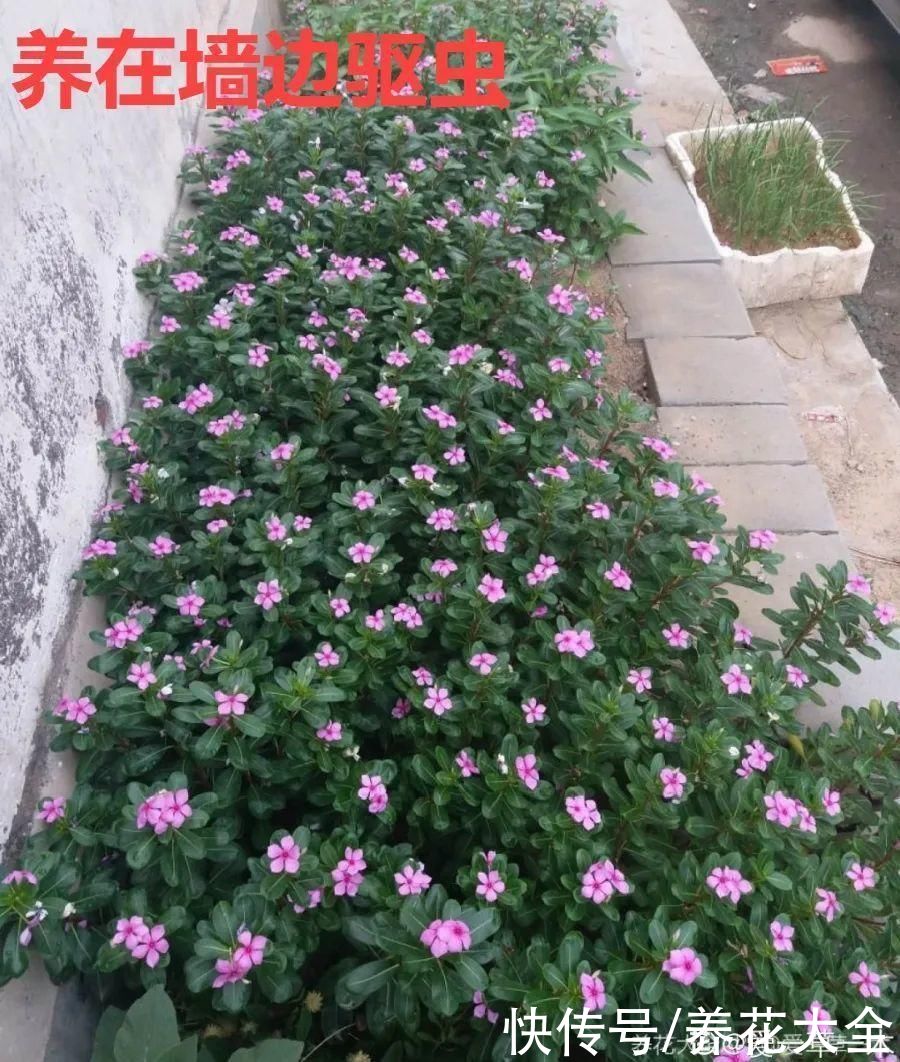 抗病、不招虫的天竺葵，屋里养一盆，开花一茬接一茬