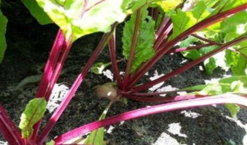 秋天|女性秋季想要皮肤好，常吃3种食物，补充胶原蛋白，排毒又润肤