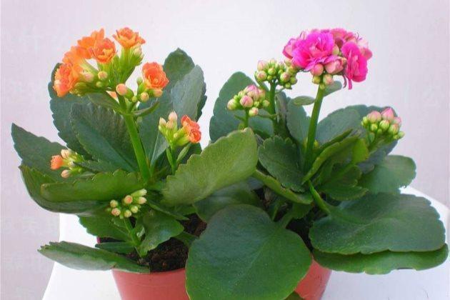 长寿花叶绿枝粗，却不长花此样做，花苞冒不停，萌新涨姿势