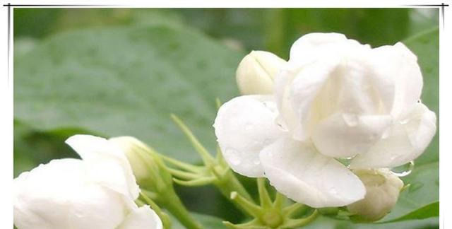 夏天养茉莉花,只要做对1件事,根粗叶绿,花开一茬接一茬