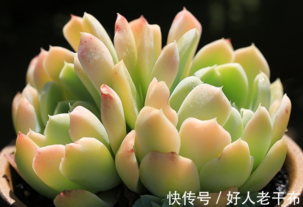 看到5种多肉,仿佛置身优美景色之中,满目都是美不胜收