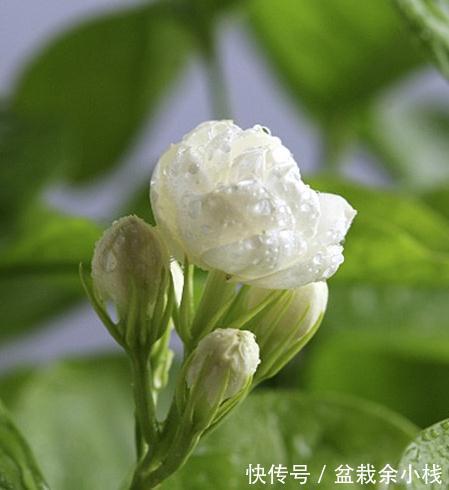 注意这些细节，茉莉花就很好养活了