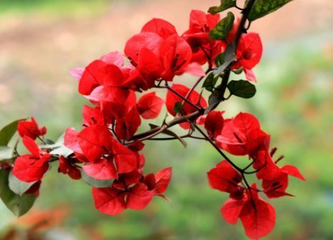 不知道养什么花,不妨看看这些花草,不仅好养殖,开花还爆满