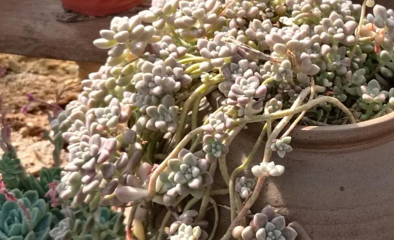 你不一定知道的多肉植物养护小秘密