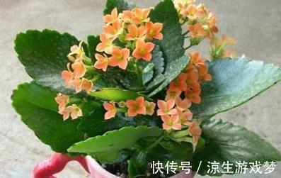 入冬养蟹爪兰,长寿花,此些爆盆技巧要知道,不了解就瞧瞧吧