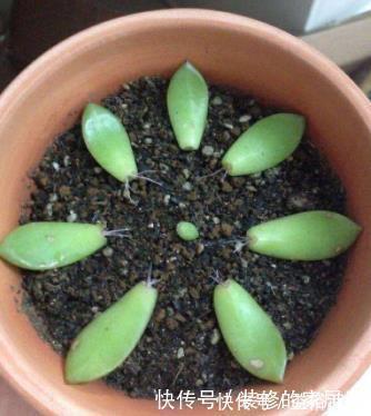 多肉叶插不能太随便,掌握好4点,每个叶片都成活,变成多肉大户