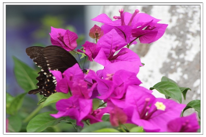 想要三角梅再次开花,给它喝点营养水,保证花开爆满盆