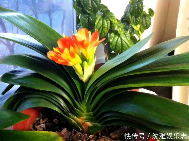 营养物质|君子兰长得慢、不开花2种肥扔盆里，注意几点，轻松开爆盆