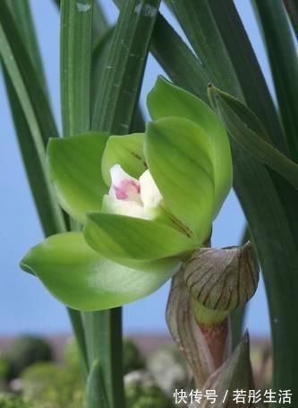 兰中皇后|兰中皇后,“色”、“香”、“型”三美汇聚一身,是兰中佳品