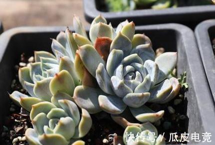 20种多肉推荐给大家,美图美肉,那种多肉你最喜欢