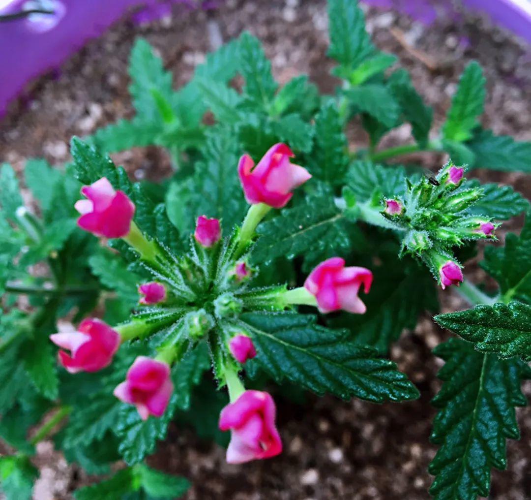 种花|8种花赶紧剃头，剃得越狠，开花越多