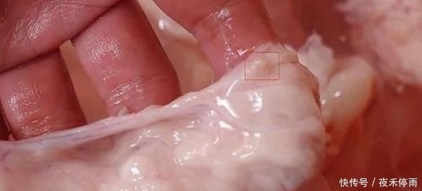 洗猪大肠,不加盐不加醋只需3样,大肠更干净,而且还没腥臭味