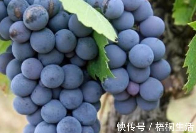 牛油果|4物是子宫肌瘤的“冤家”,女人放开肚子吃点,或能远离肌瘤!