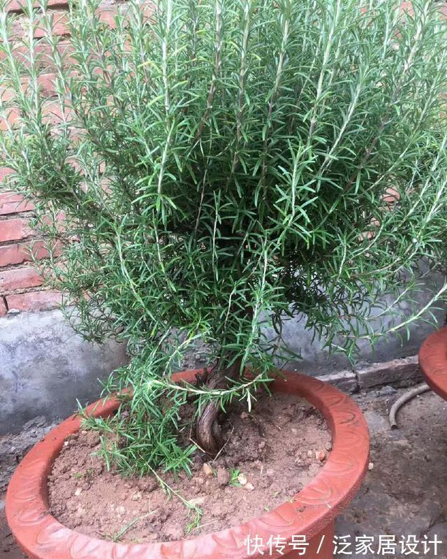 迷迭香|6种“漂亮花”,阳台种一盆,能凉拌能泡茶,生长泼辣,开花多