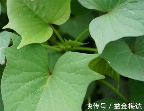 好处|以前喂猪的野菜，现在成了保健菜，排毒通便，4大好处不请自来