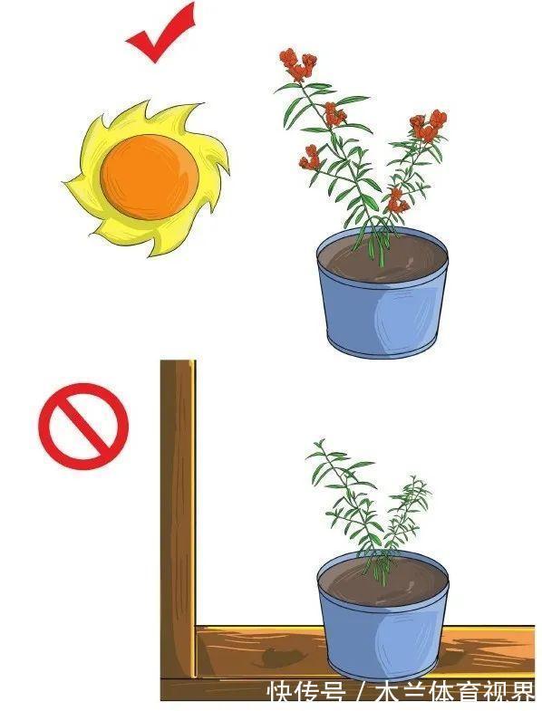 阳台上|懂石榴，栽石榴，边赏边玩6步骤完成石榴栽种全步骤