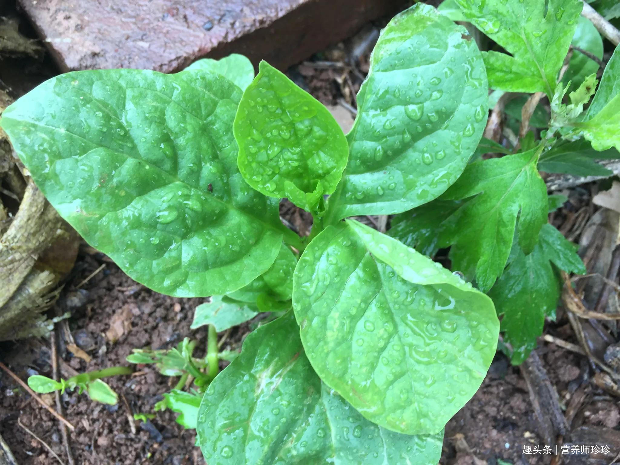 好吃|平民的“救命菜”,好吃又营养,全家老少都爱吃,关键还不花钱