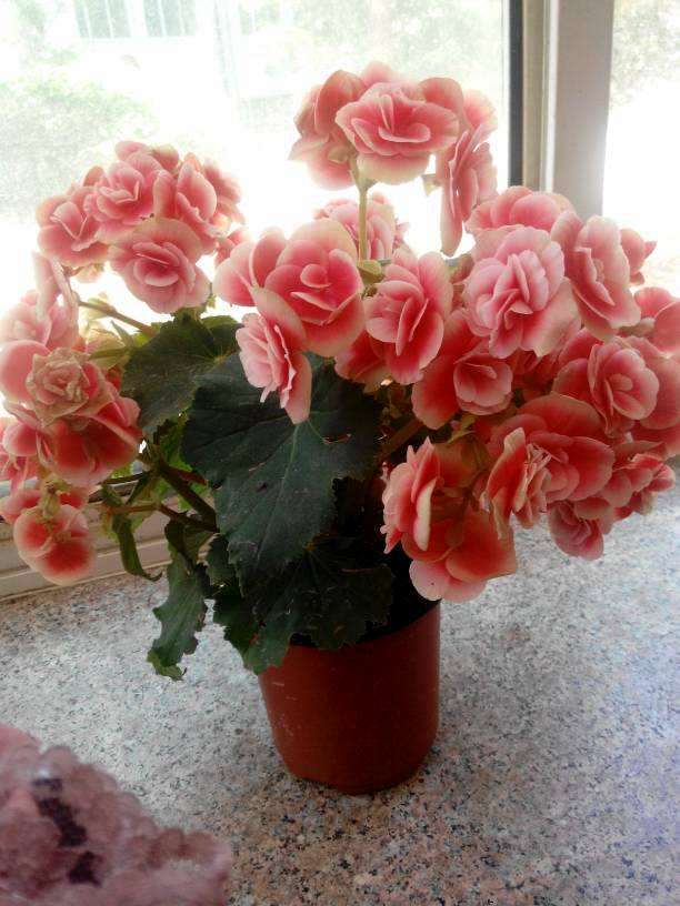 此盆栽花朵鲜艳硕大,一年开花6个月,是观赏花卉中的佳品