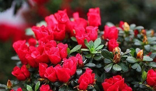 米醋|这4种花最喜欢“吃醋”,施肥前喝点醋,枝叶茂盛花芽更旺