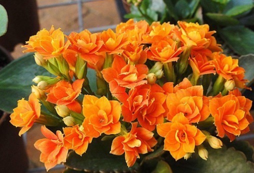 黄叶|长寿花不开花,还容易黄叶,老花农教你4招,叶片油绿,花比叶多