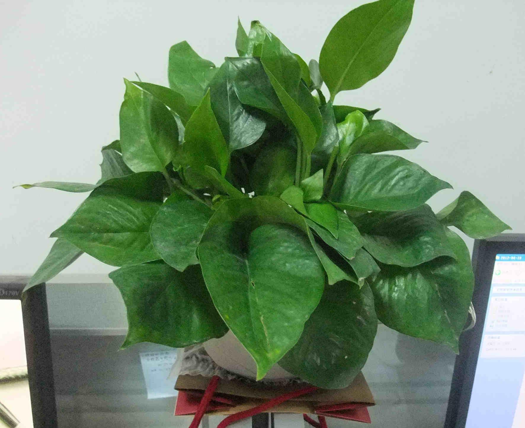 养花试试这款,除了浇水几乎不用太多的打理,繁殖也比较容易