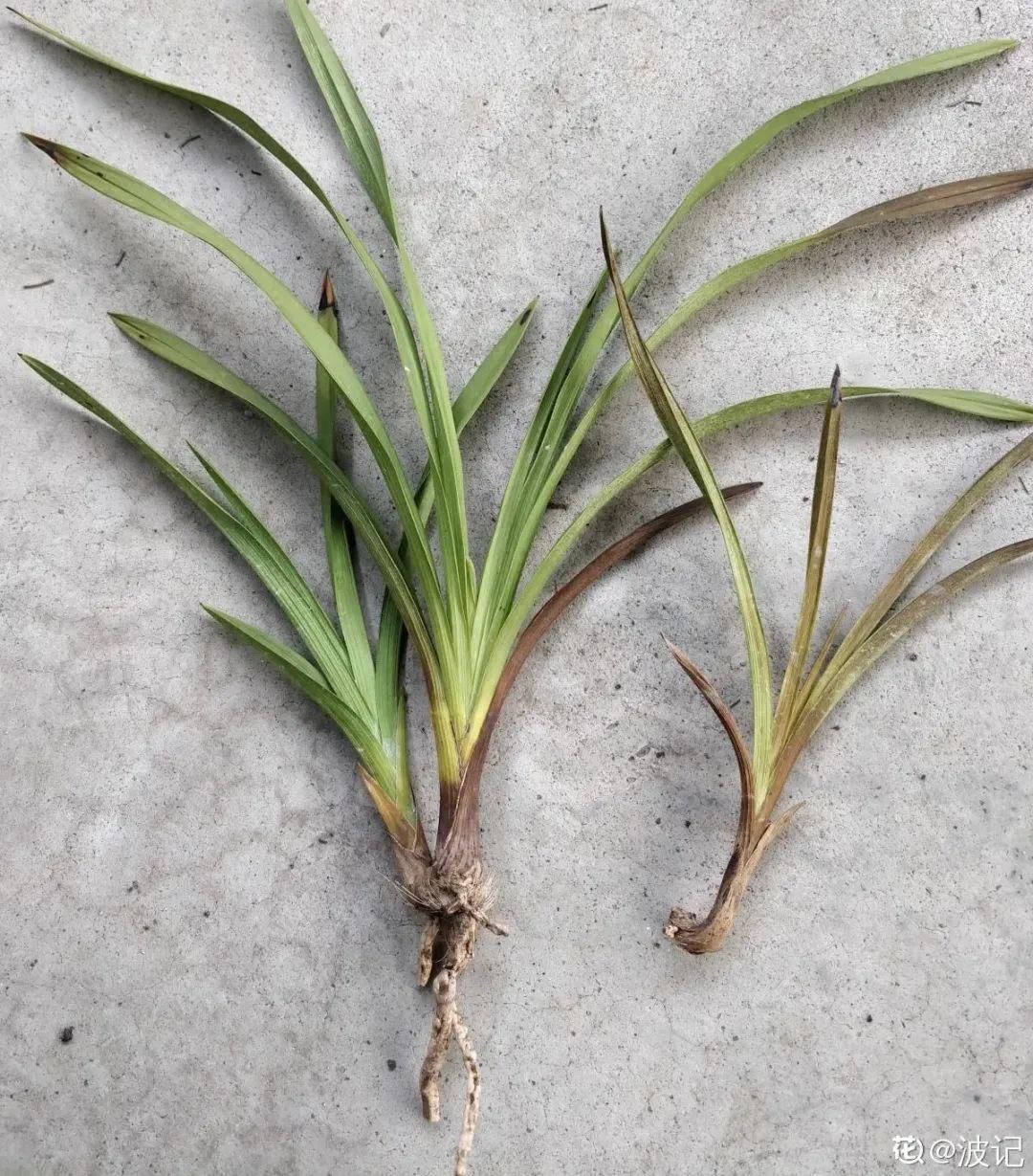 浇水|警惕秋老虎，别让你的花，度过夏天，却死在秋天