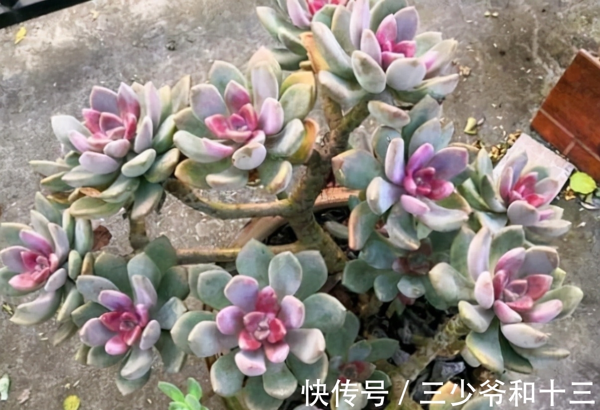 白牡丹|5种多肉植物,皮实好养,能养死的都是人才