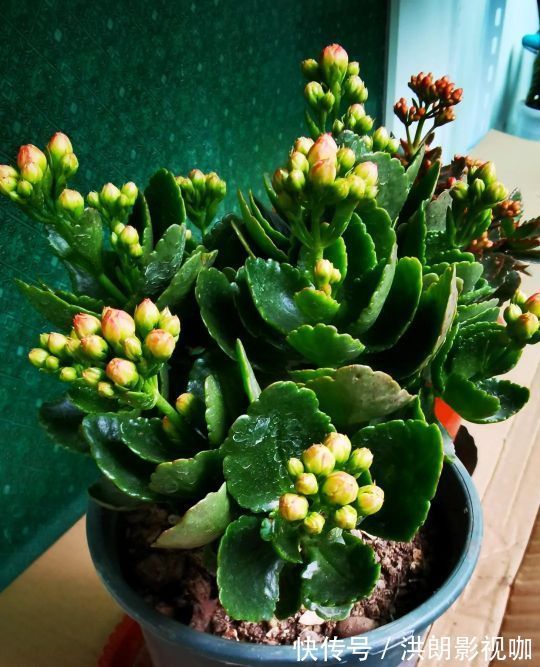 花友们|长寿花“装菜”不打花苞注意这“三点”,花苞呼呼冒花儿满枝头