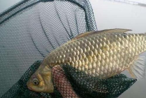 冬季野外钓鲫鱼,这3大原则值得遵循,让鲫鱼们争相上钩