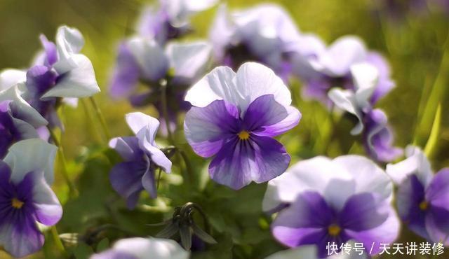 这几种花超耐阴,夏天放在阴凉地,遮阴养出满盆花