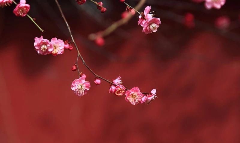 曾国藩|领导用你但又防着你,怎么办曾国藩是这样处理的