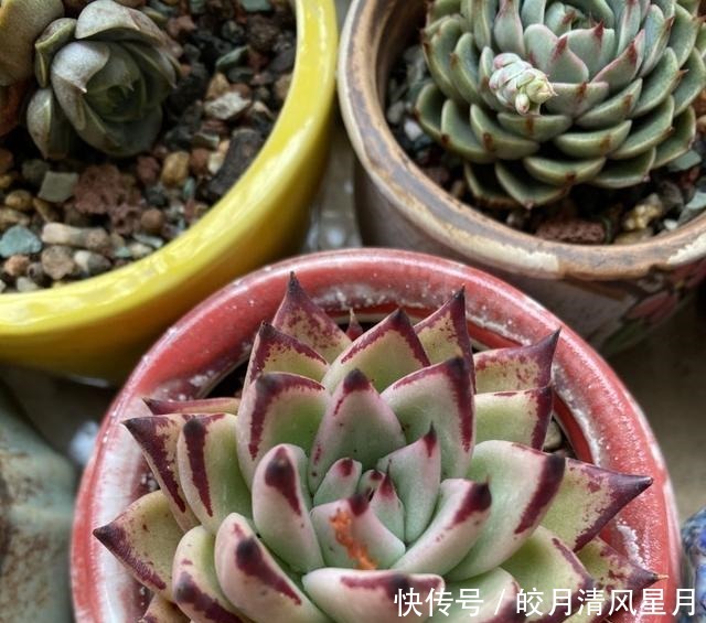 度夏|绿了也是心头肉,开始为度夏担忧!