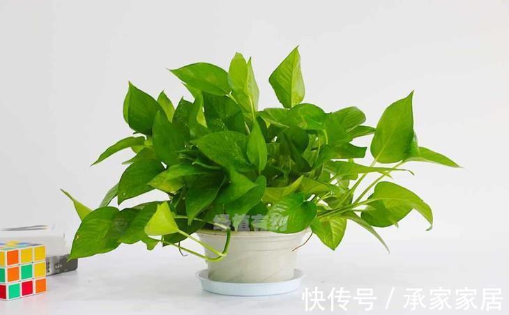 花盆|绿萝叶片稀疏发黄,常见的原因你肯定想不到,解决了就能养爆盆
