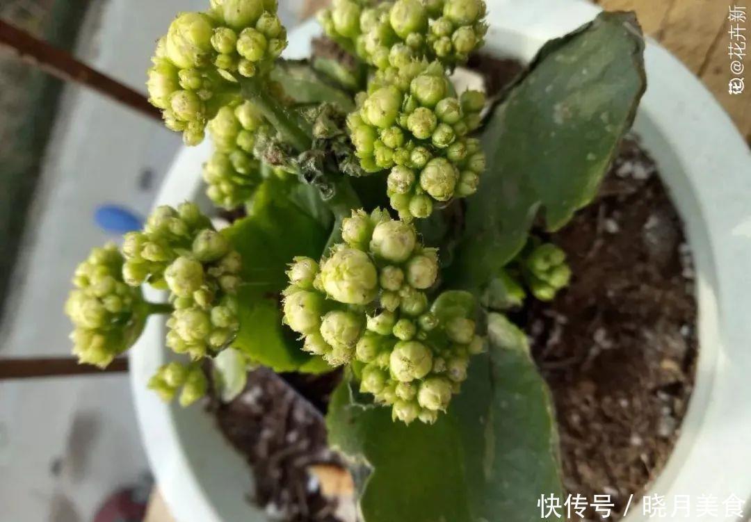 养花技巧:长寿开花不过瘾,学会1招,让它爆开1000朵